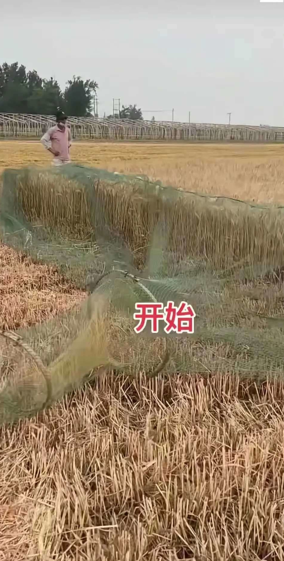 有懂吗？为什么割麦子时候，地那头收割机正在割麦子，地这头用大网盖着？