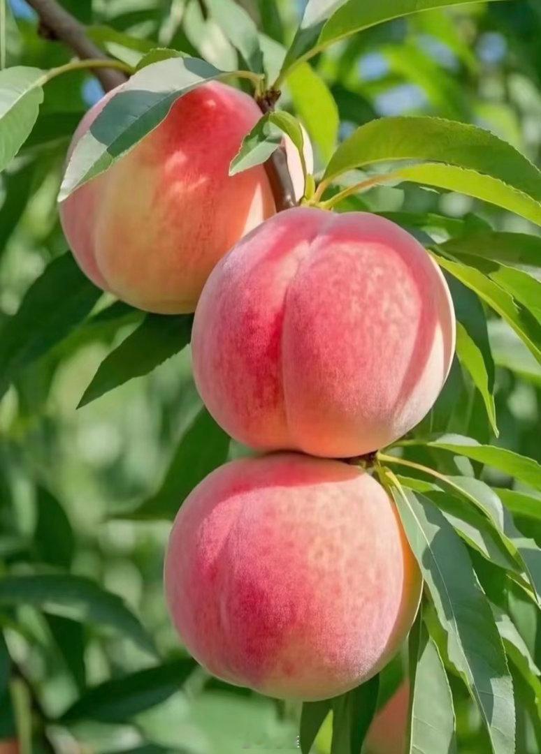 桃子种植一、选地与土壤准备选择阳光充足、地势较高、排水良好的地块，土壤以pH值5