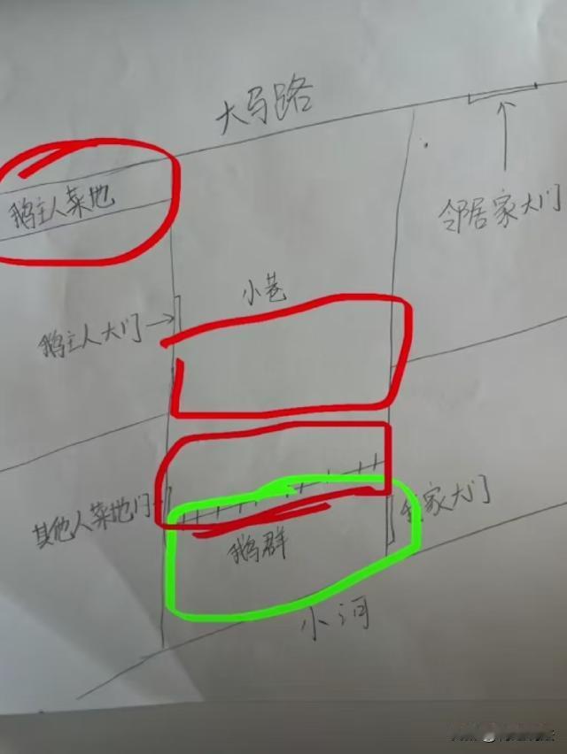 安徽，女子父母都不在了，她回家上坟，发现大门口被邻居用铁丝网围住，养了一大群鹅，
