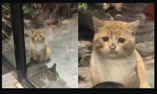 第一次在猫咪脸上，看见藏不住的委屈。这只橘猫浑身灰蒙蒙的，眼神蔫蔫地望着镜