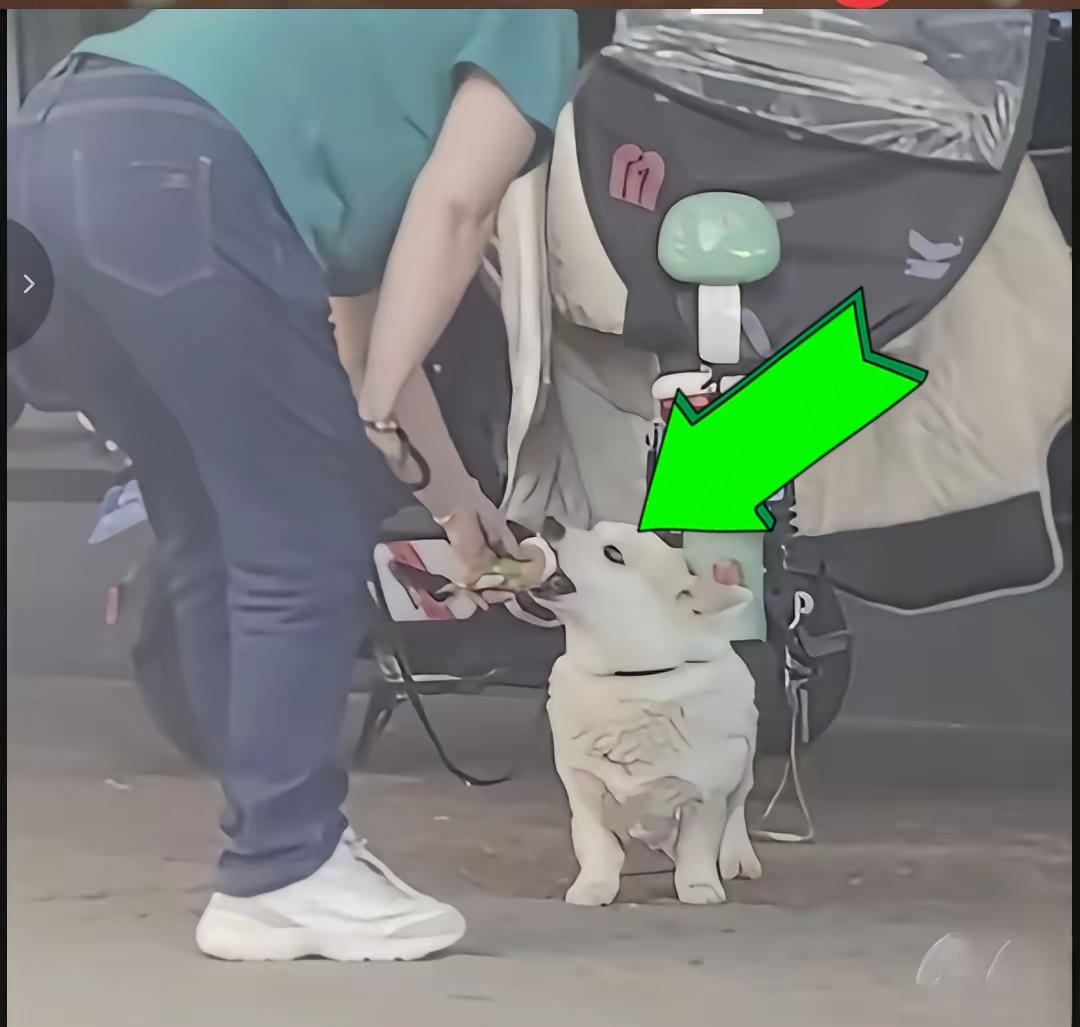 爱狗也要有个度吧~有一位网友拍到爱狗人士享用了狗子舔过的冰激凌的视频，不知道这是