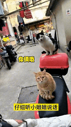 女子早晨去取电瓶车上班，看到两只流浪猫咪在电瓶车上休息。女子对它俩说：咪咪，你俩