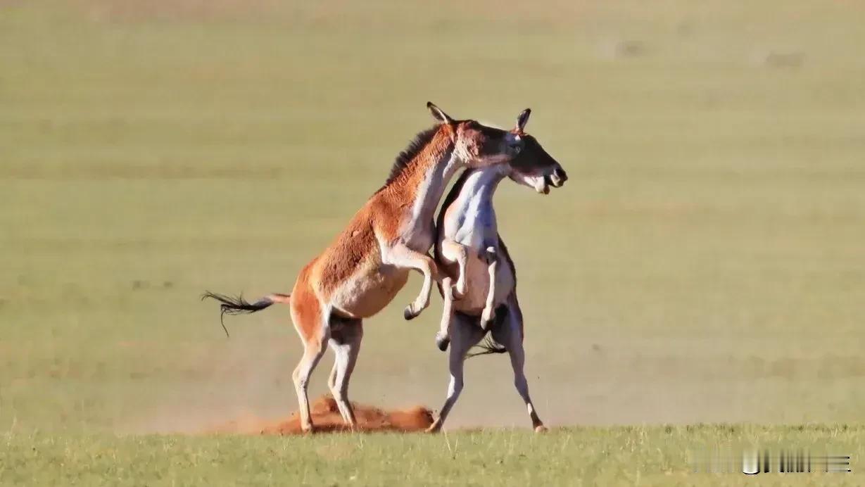 西藏＃平均海拔4000米以上，这里的每一寸土地都在诉说着高原生态的奇迹。
