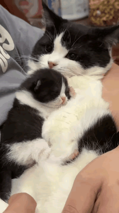 谁懂啊！这一幕直接把心都看化了，笑到停不下来！主人怀里抱着圆滚滚的大胖猫，