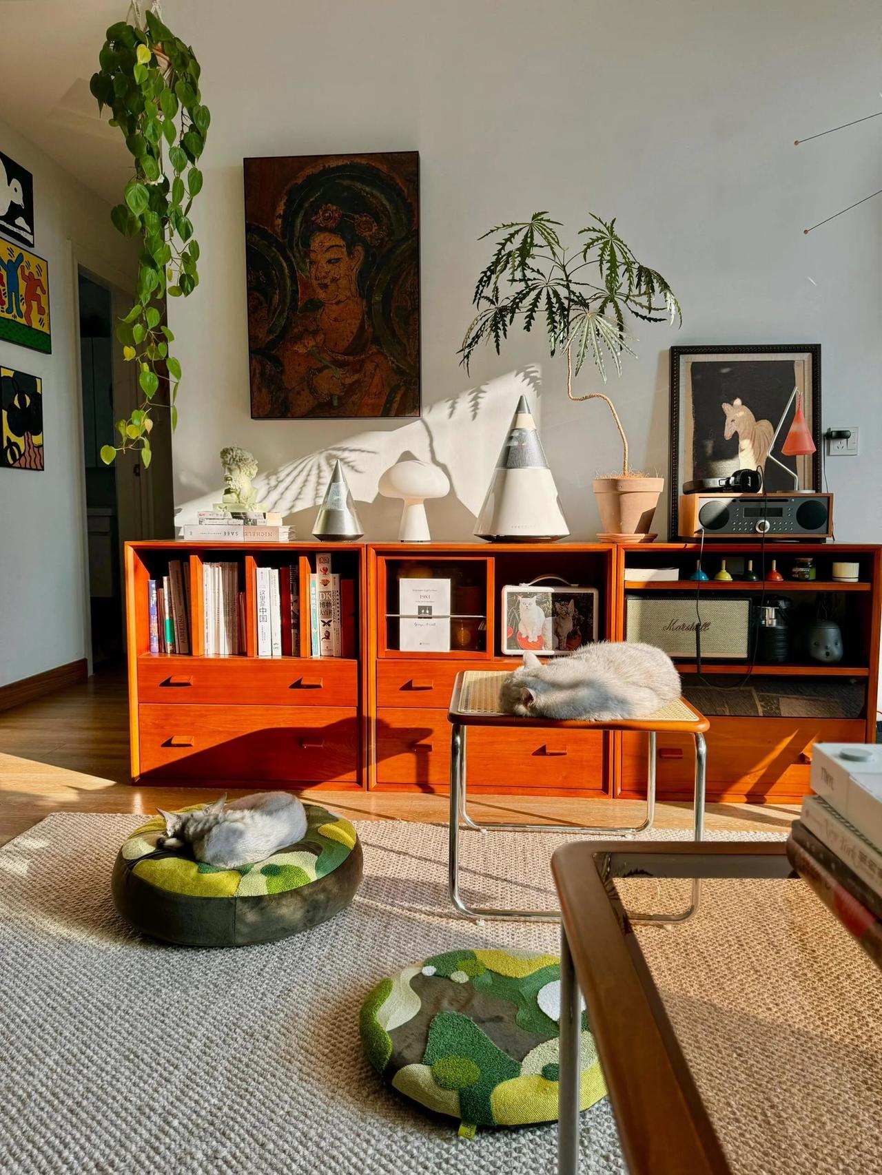 在深圳漂泊10年，打造出一人两猫的温馨小窝，房子面积不大，却满满都是安全感。