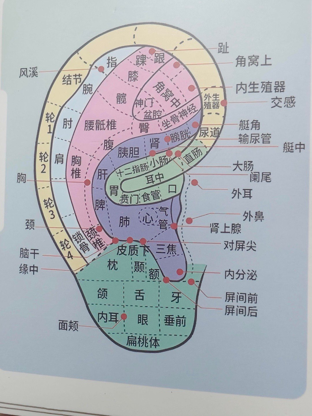 耳穴《黄帝内经》说“耳者，宗脉之所聚也”，耳朵上有众多经脉和脏腑反射区，通过刺激