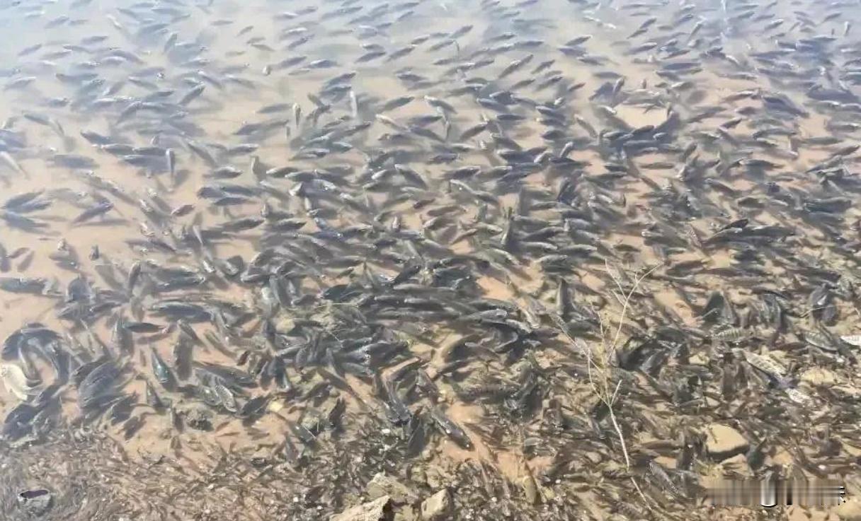 这个地方简直就是钓鱼人的天堂。