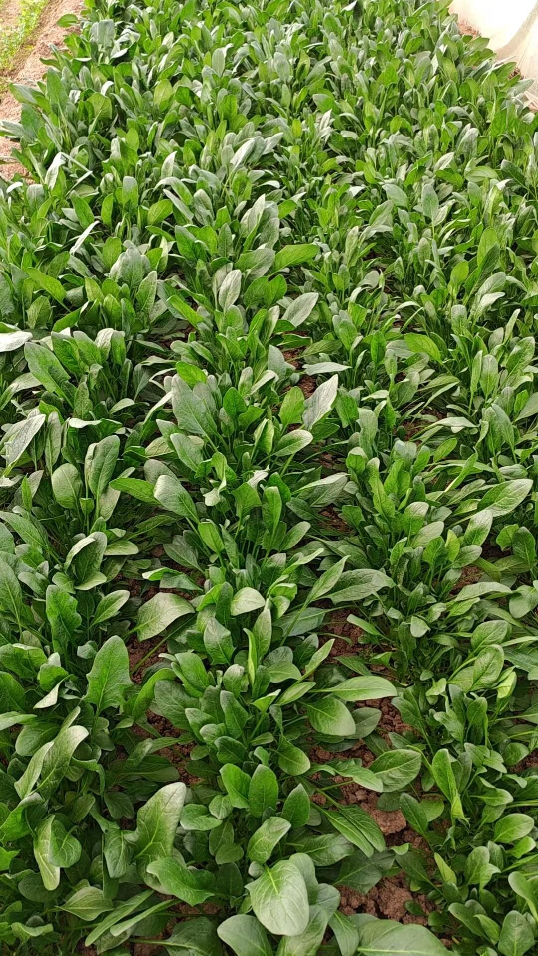这小菜～