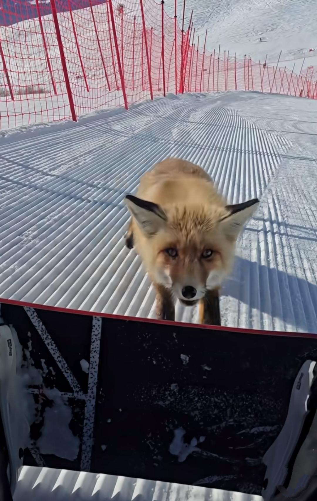 新疆禾木吉克普林滑雪场，一只小狐狸咬人的视频，引起了我的好奇！它似乎特别喜欢