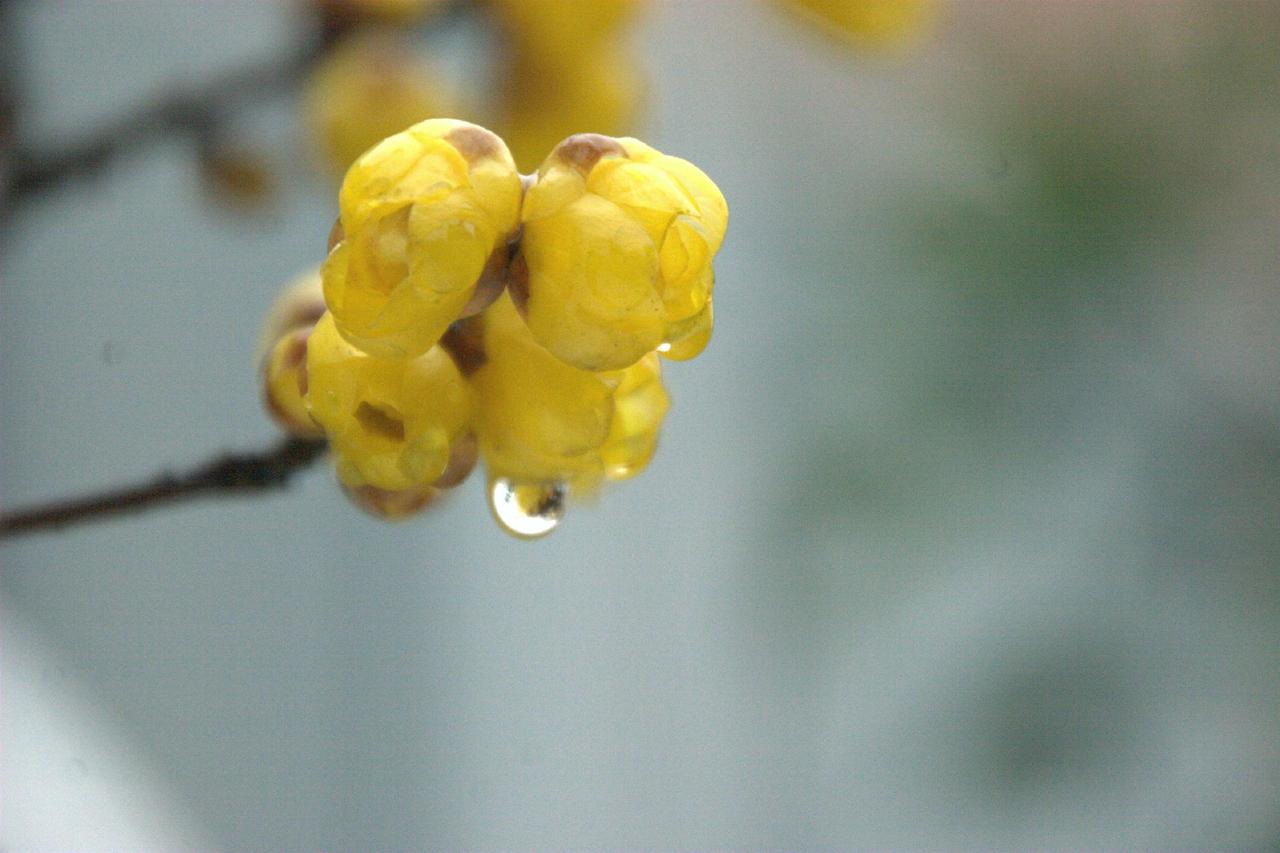 上联:多情小雨邀风舞，下联:无意柔花含泪啼