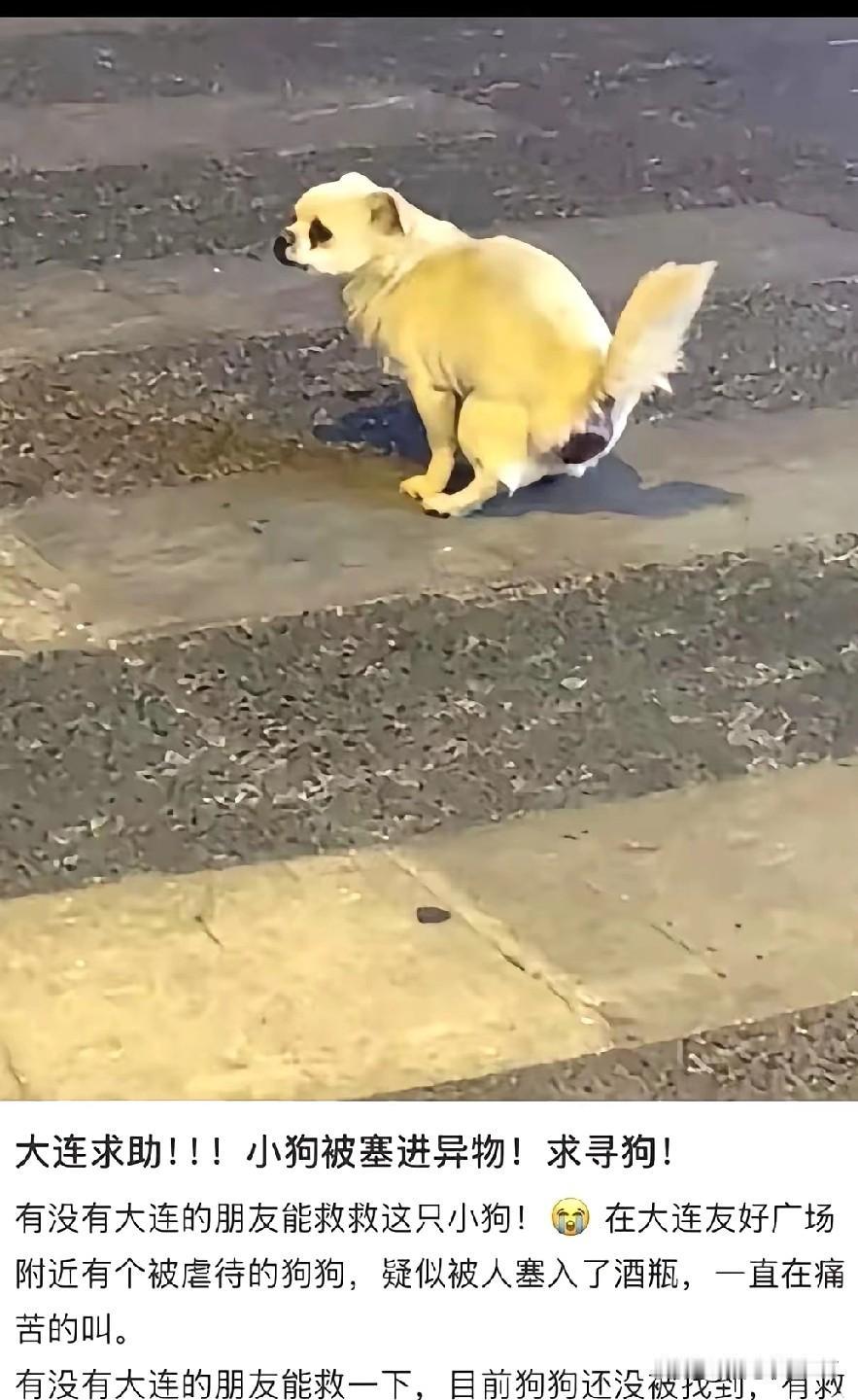 刷到这段视频的人，没人能忍住不心疼、不愤怒！一只瘦弱的流浪狗，蜷缩在墙角里