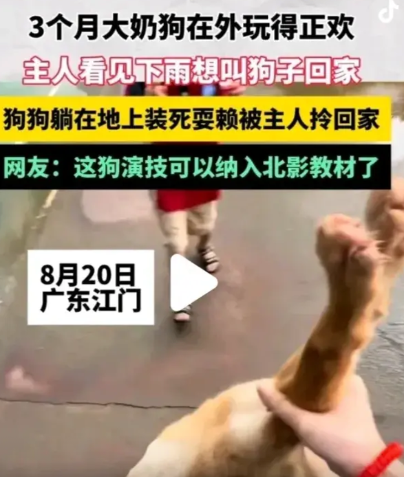太精了！网传一视频，广东江门一狗狗成精了，怎么回事？事情是这样的：主人带着三个月