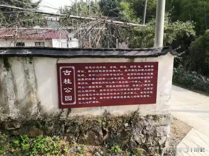 板石岭是国家AAA级景区，位于安徽芜湖市南陵县家发镇联三村，有“千年丹桂·万亩竹