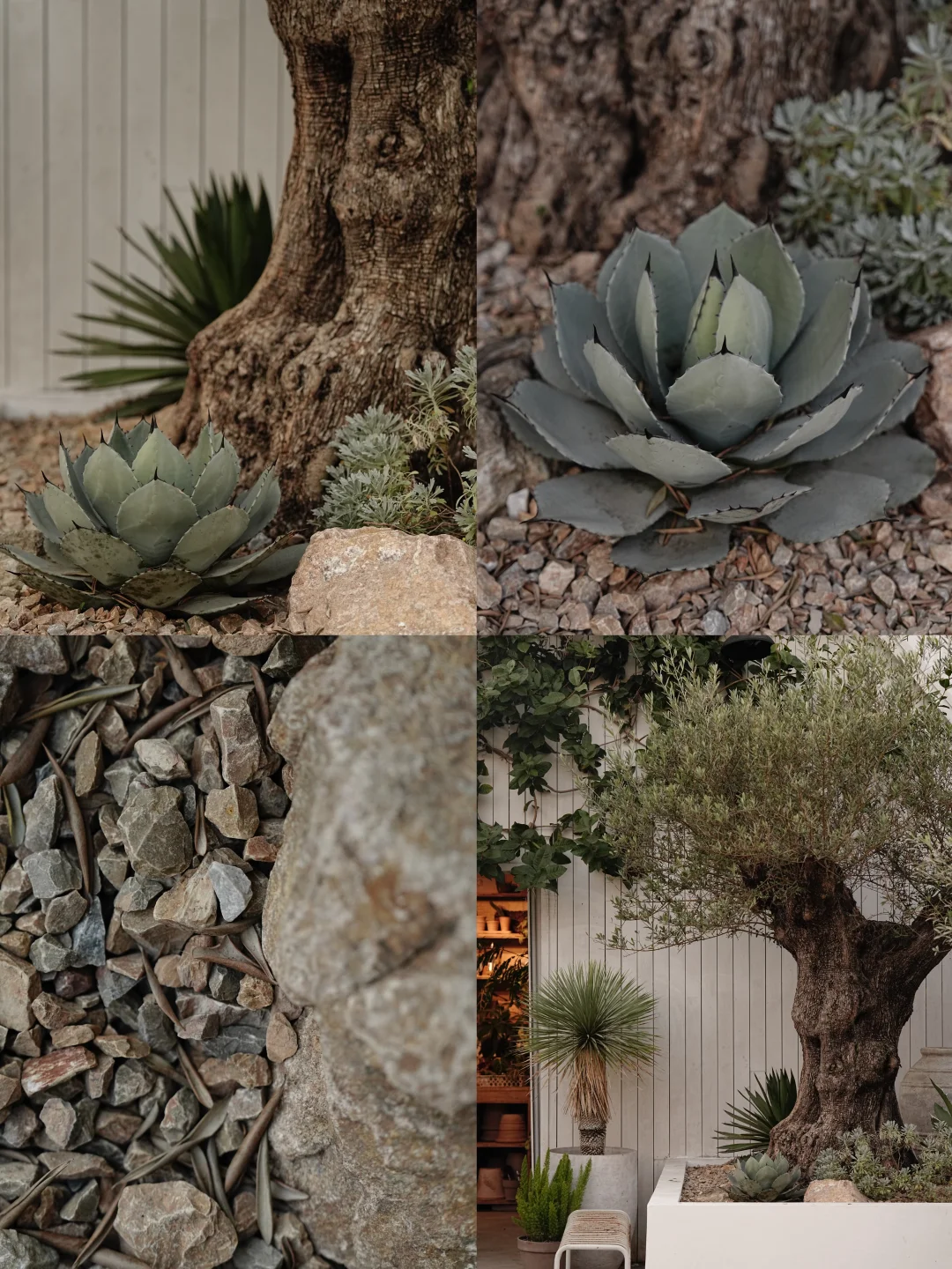 这棵百年橄榄树 有一种安静却很有力量的美