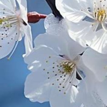 种植🌼白梅的种植方法1、栽植在南方可地栽，在黄河流域耐寒品种也可地栽，但在北