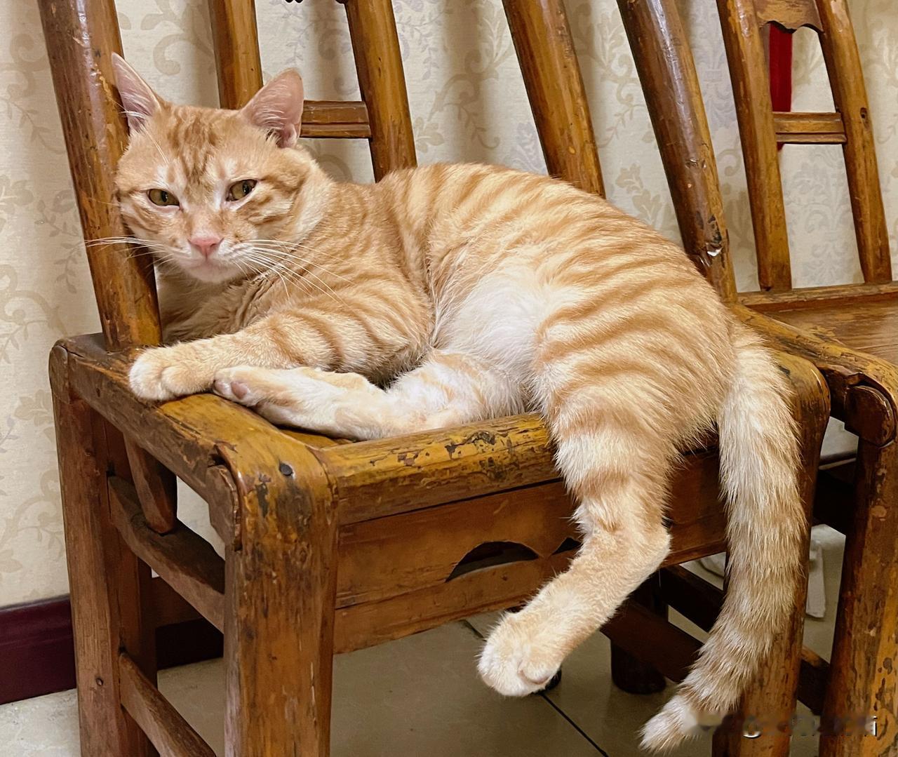 今天入伏，猫咪也入伏。这几天超高温，人靠空调续命，猫也是。一早起来，猫咪懒懒的不