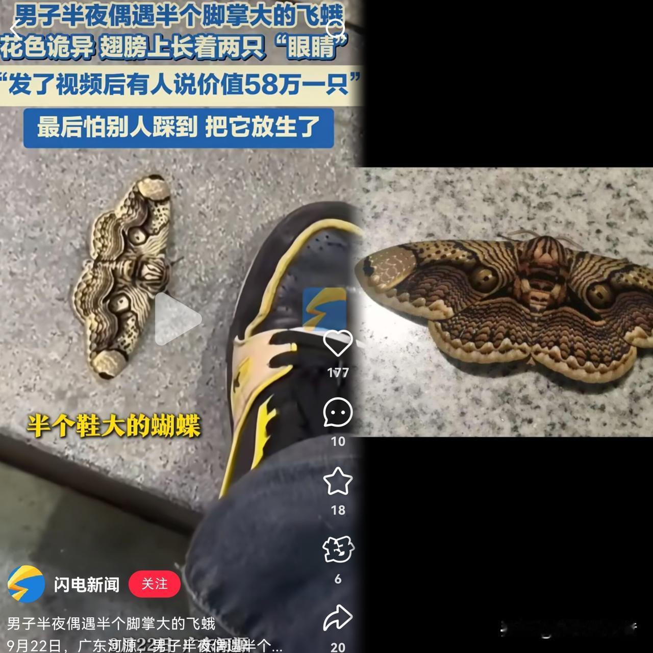 哎呀，谁能想到呢！福建那位大哥，路边碰上只半鞋大的怪虫子，结果一放手，竟