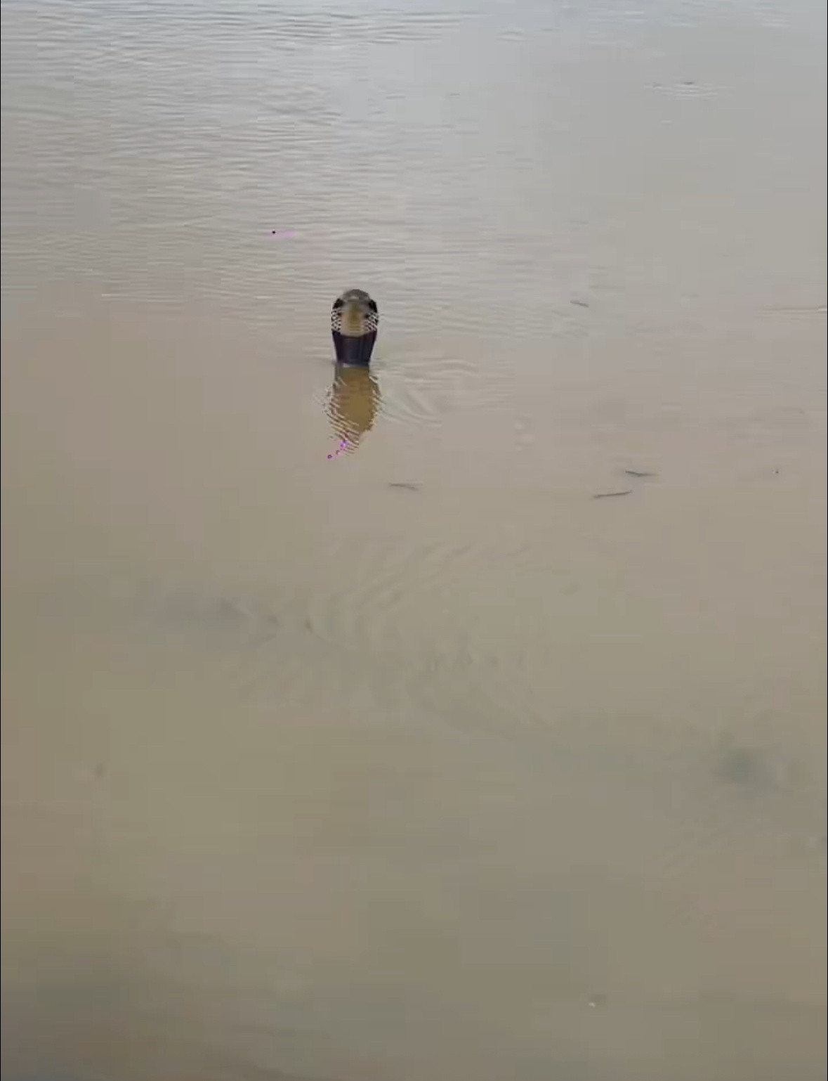 洪水致养蛇场蛇逃出有眼镜蛇广西蛇场我的娘啊水里全是蛇躲完洪水还有第二关广