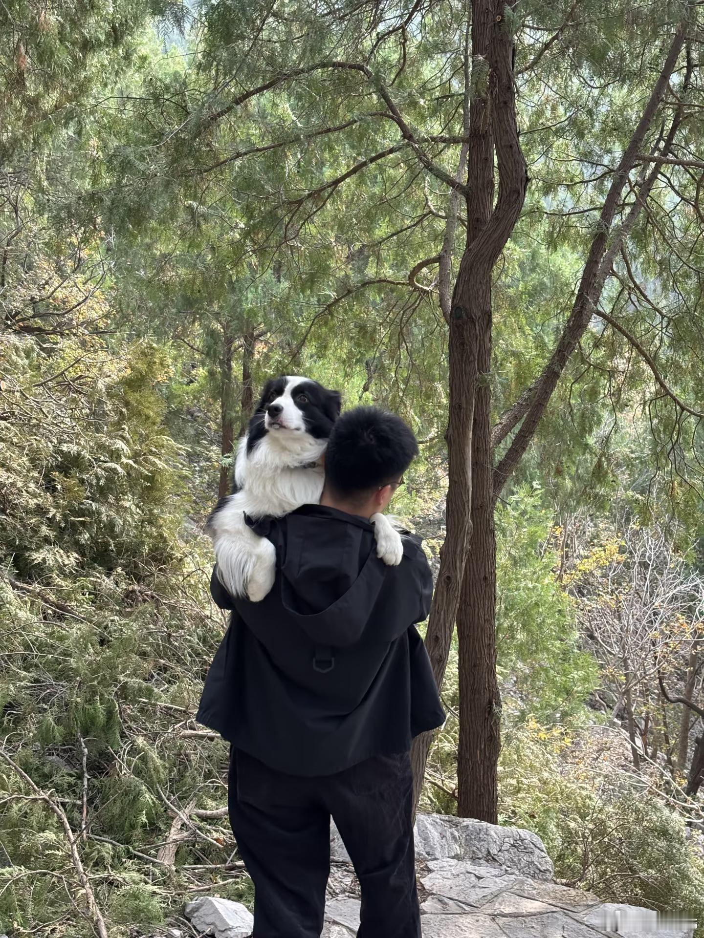 年轻人带狗出门发展成这样了吗？怕狗狗伤膝盖，就不怕伤到爸爸的膝盖吗