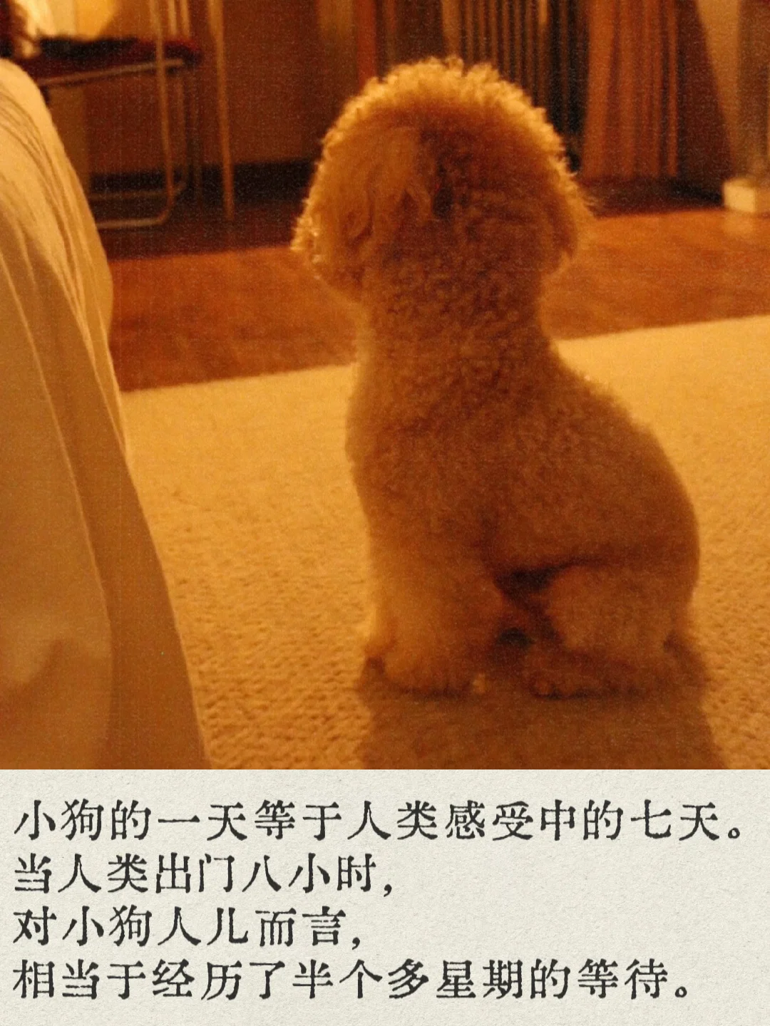 我无数次想对小狗人儿说：“谢谢你啊，小狗。”