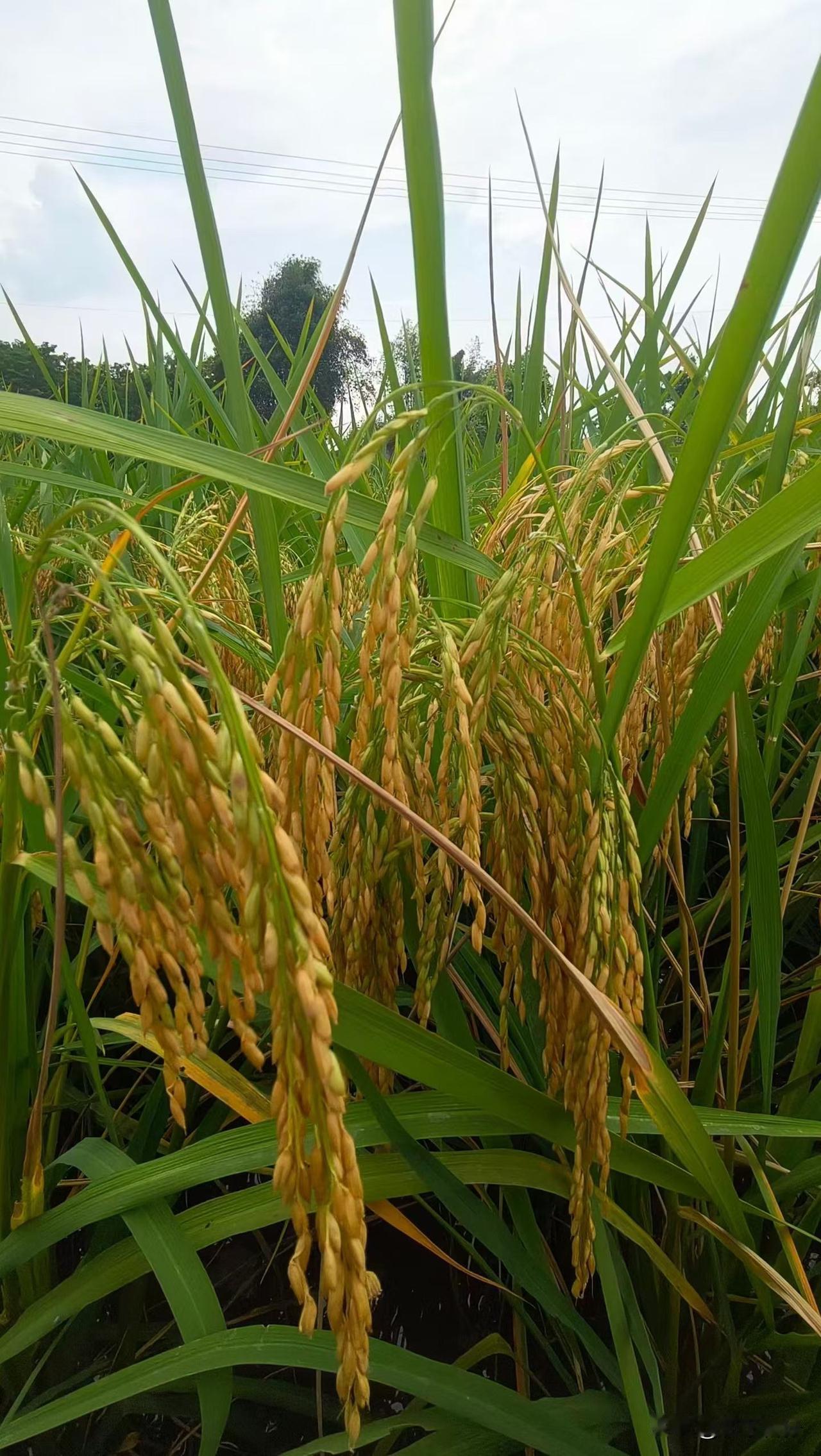 村里食堂一餐5元，70多岁的老人却舍不得吃——只因每月养老金仅一百多元。两会期间