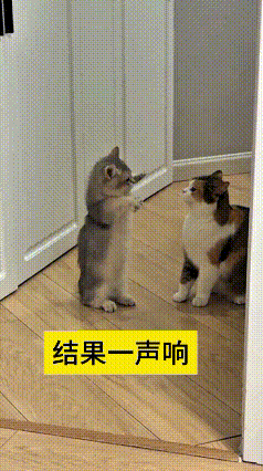 看到这个视频，瞅瞅这只小猫咪，站起来跟大猫比划半天，结果被一把搂翻，“咚”的一声