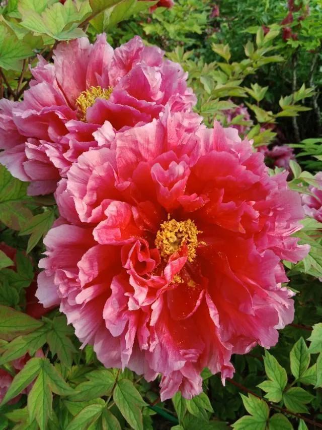 洛阳牡丹和菏泽牡丹没有什么好争的，就如同城里人和农村人一样，不在一个平行线