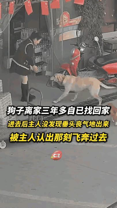 毛孩子离家丢了三年多，最后自己又回家了，它刚开始进屋的时候，主人没有发现它，于是