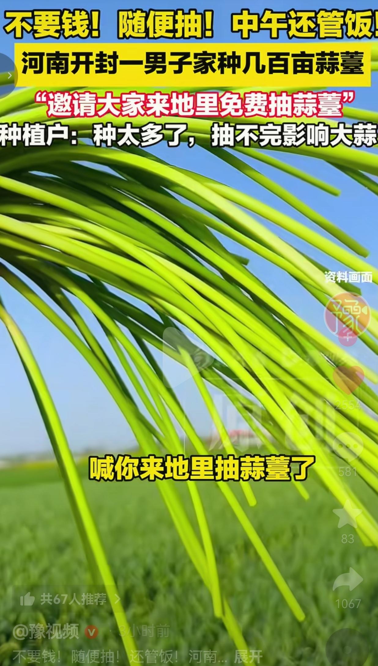 看哭！河南开封几百亩绿油油的蒜薹，一分钱不收随便抽，中午还管饱饭！不是套路不是营