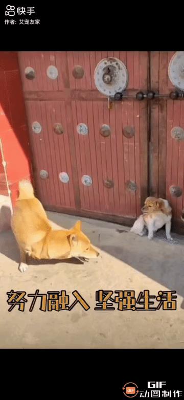有一只黄狗极为勇猛，每次随主人进山打猎时，总是一马当先，为主人立下诸多赫赫战功。