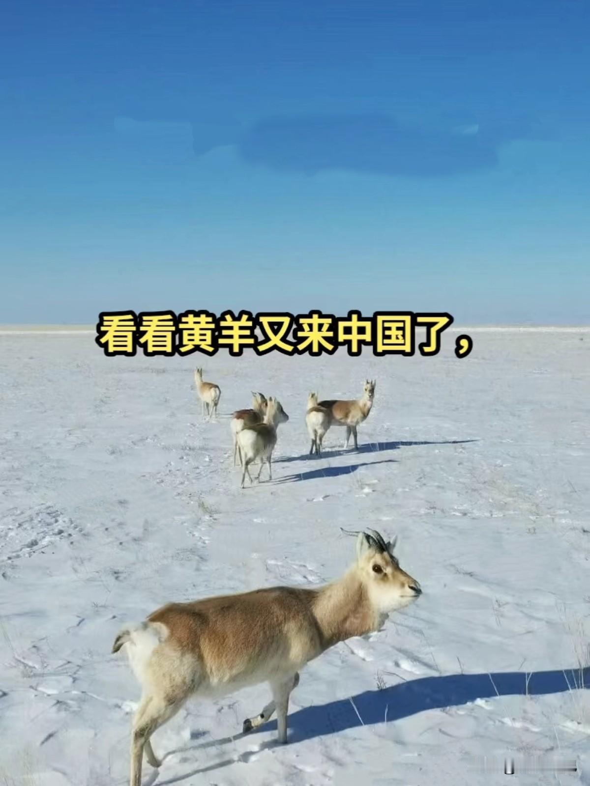 这边当宝，那边挨枪——候鸟保护到底图什么？黄羊越境的事挺魔幻。在蒙古国，它们