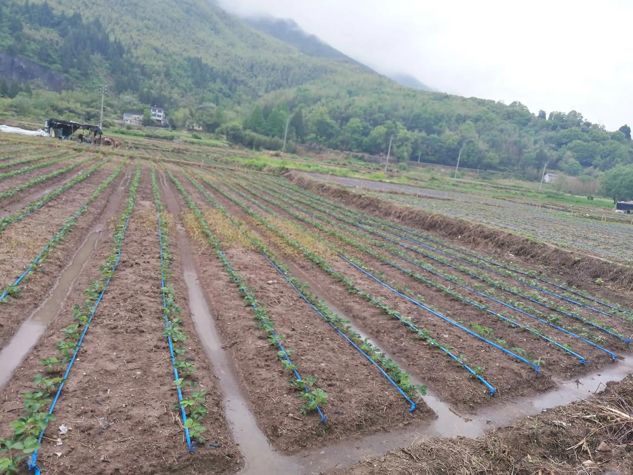 大山深处种草莓会不会遇到蛇，有眼镜蛇吗？