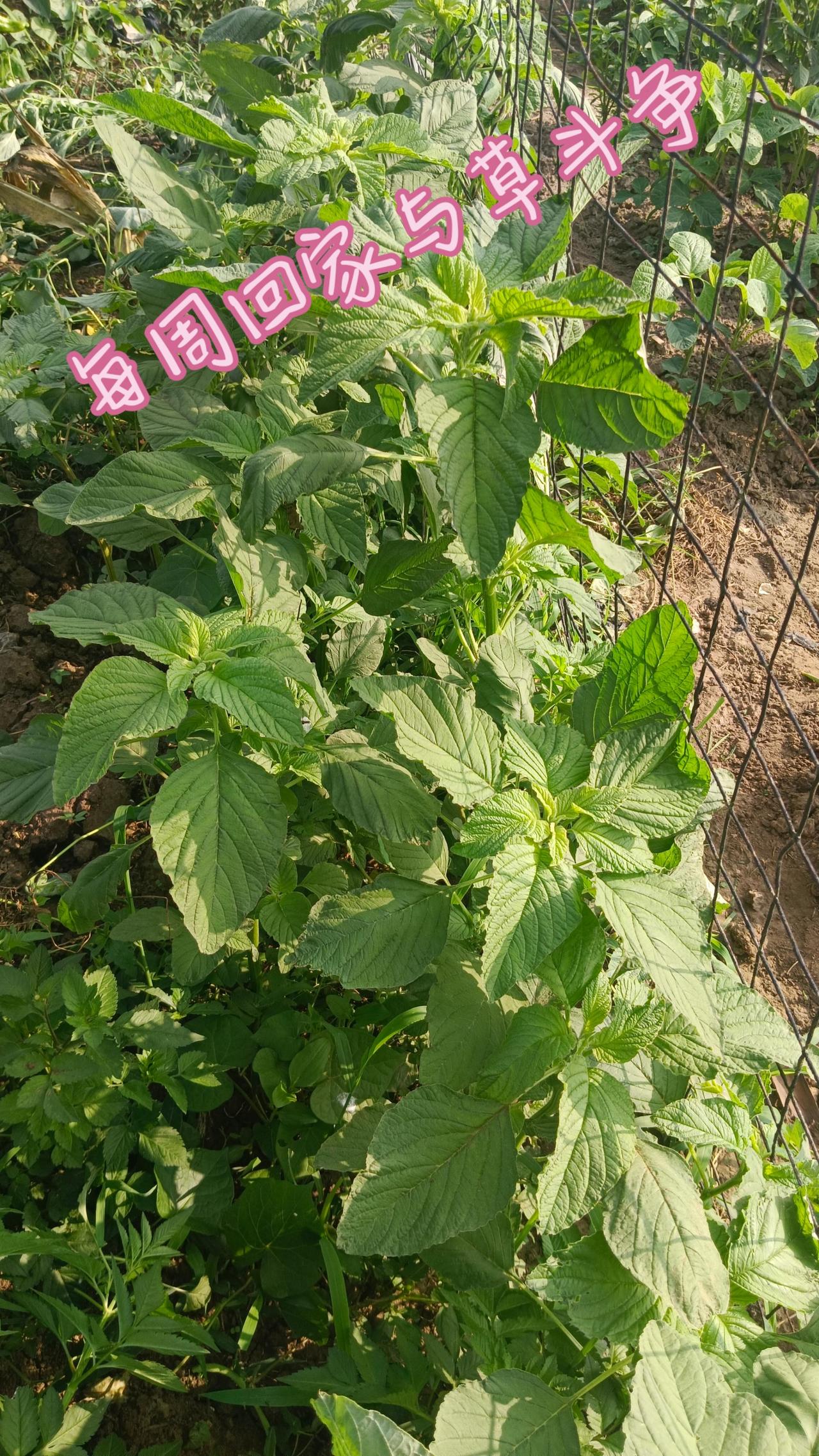 会种菜的过！会种草的出来说两句😁😁农村小园种菜乡村田园自己种菜乡村种菜生