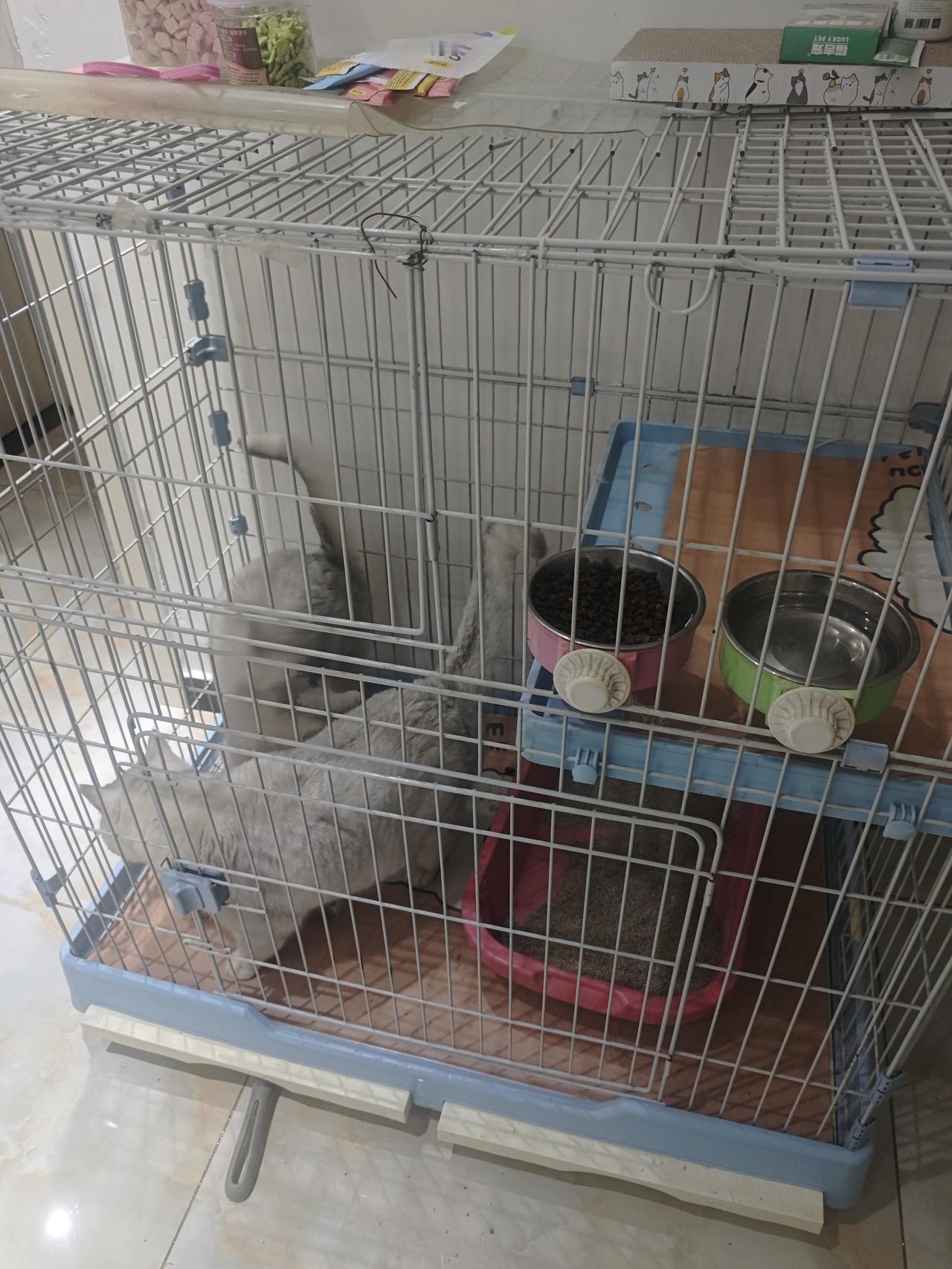 小猫早起就咪咪叫，原来是没水喝了！