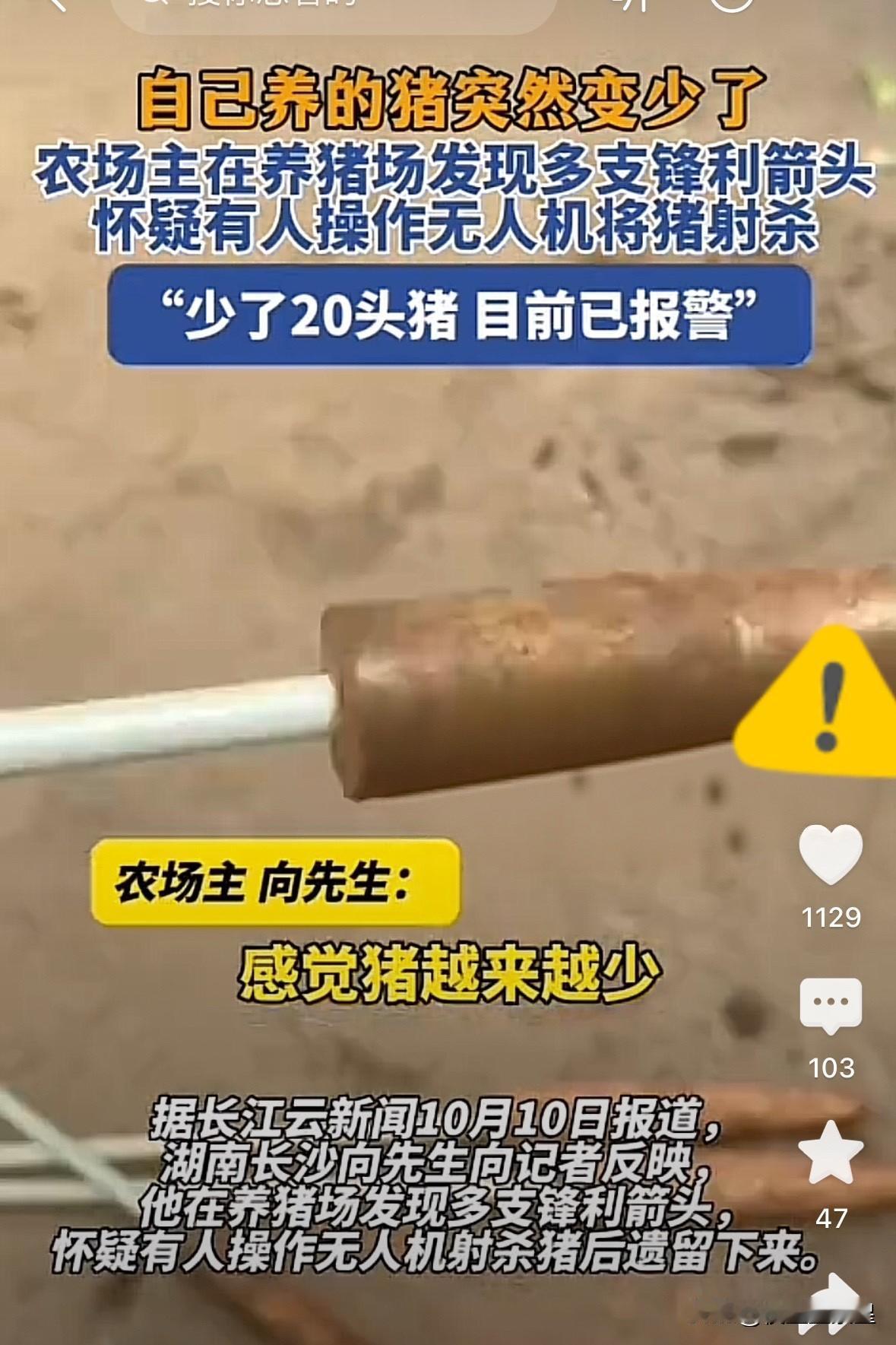 果然，真的没想到，养猪场丢20头猪，现场竟现13支锋利箭头养猪户老王清点