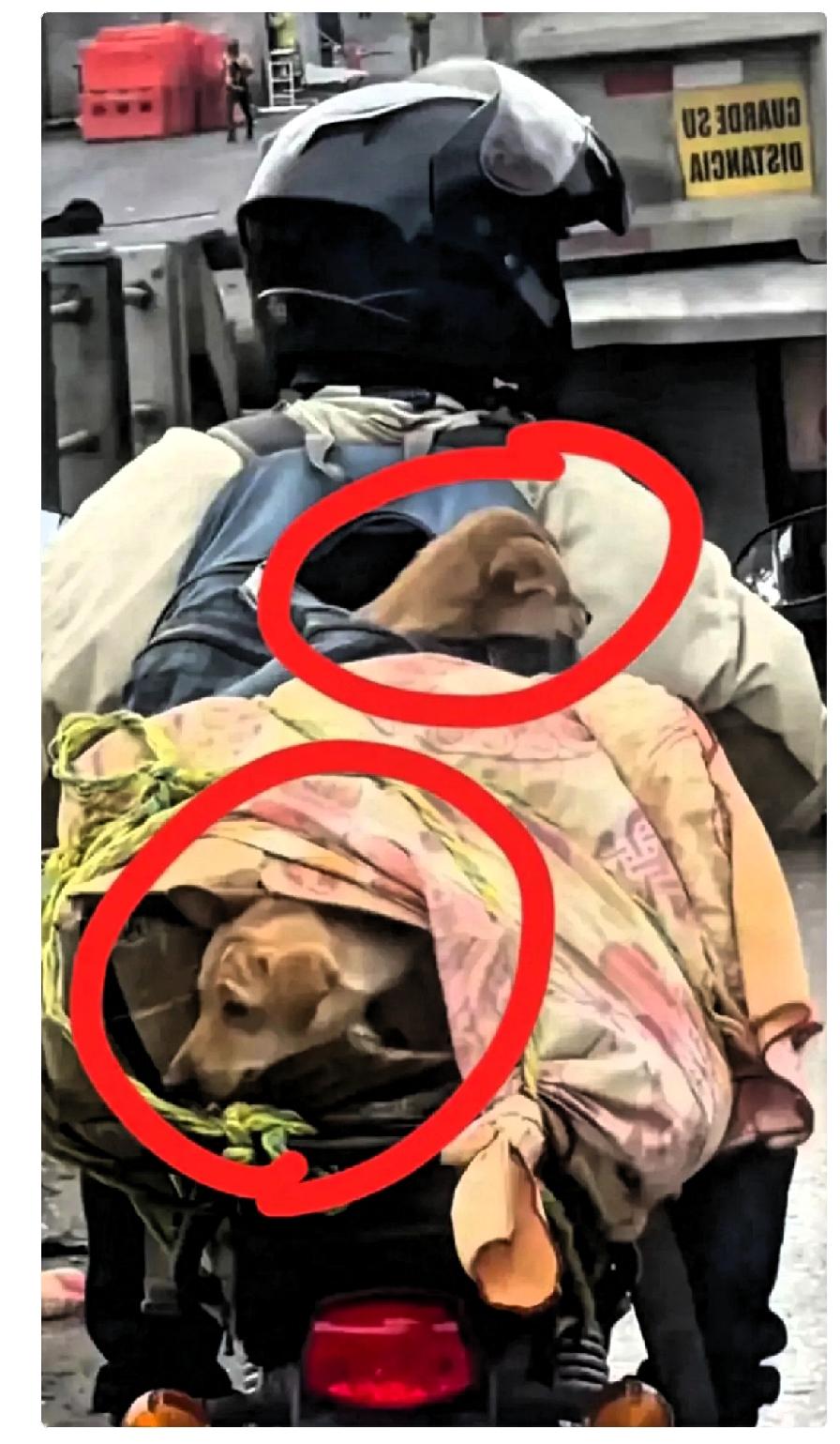 爱心满满，为善良的大哥点赞👍！春节到了，各地方的工地都放假了，而在工地上的两