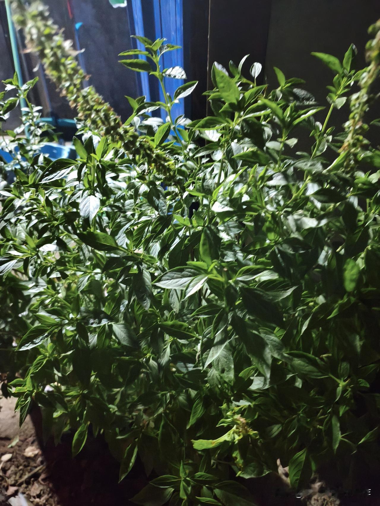 昨晚上，在一家店的后门，我见到了两株没有见过的植物，叫什么名字，我实在拿不准。