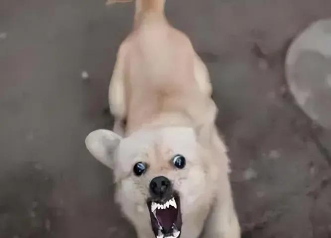 一位训狗20多年的老师傅说：遇到恶犬扑来，千万别用脚踢，那只会让疯狗越咬越狠，记
