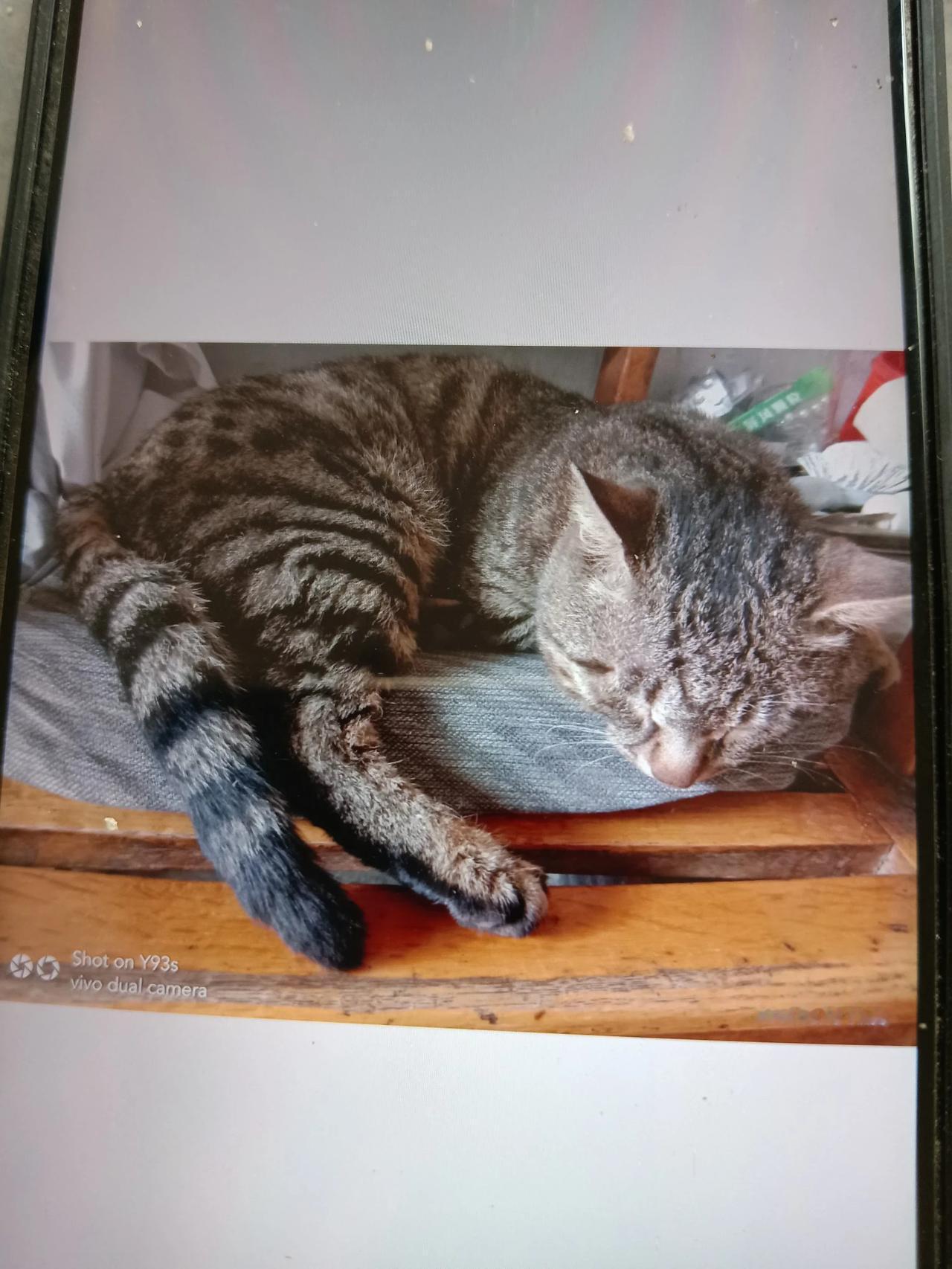 三少爷回来了一只狸花猫七岁的猫捡回来时巴掌大小三岁时血脉觉醒外出闯荡了
