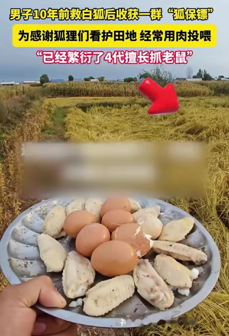 2014年冬，男子雪地里救下了一对冻僵的白狐。此后，白狐便在男子家附近安了家，如
