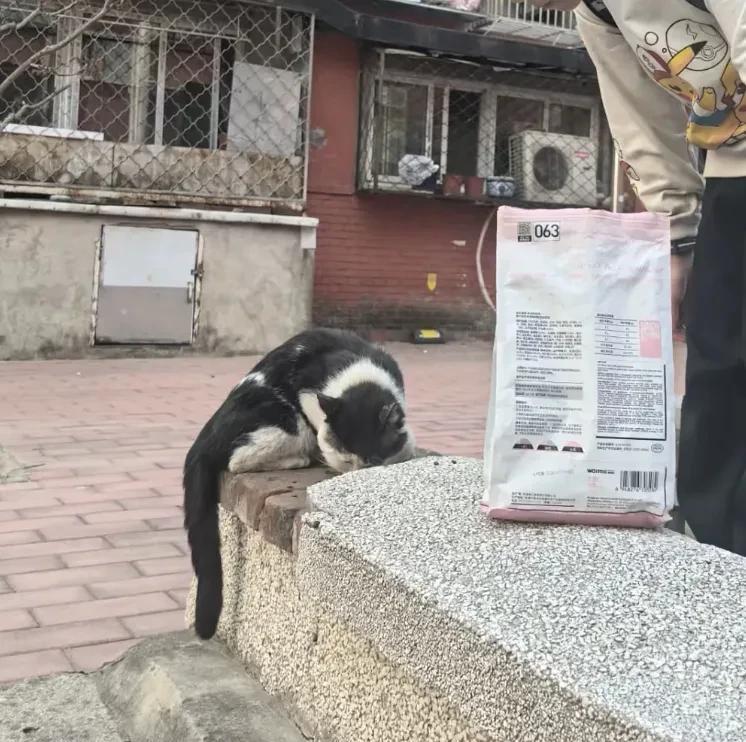 我孩子很小的时候，就带着儿子喂流浪猫，自己家是没有猫的，买了猫粮放车上，有人说，