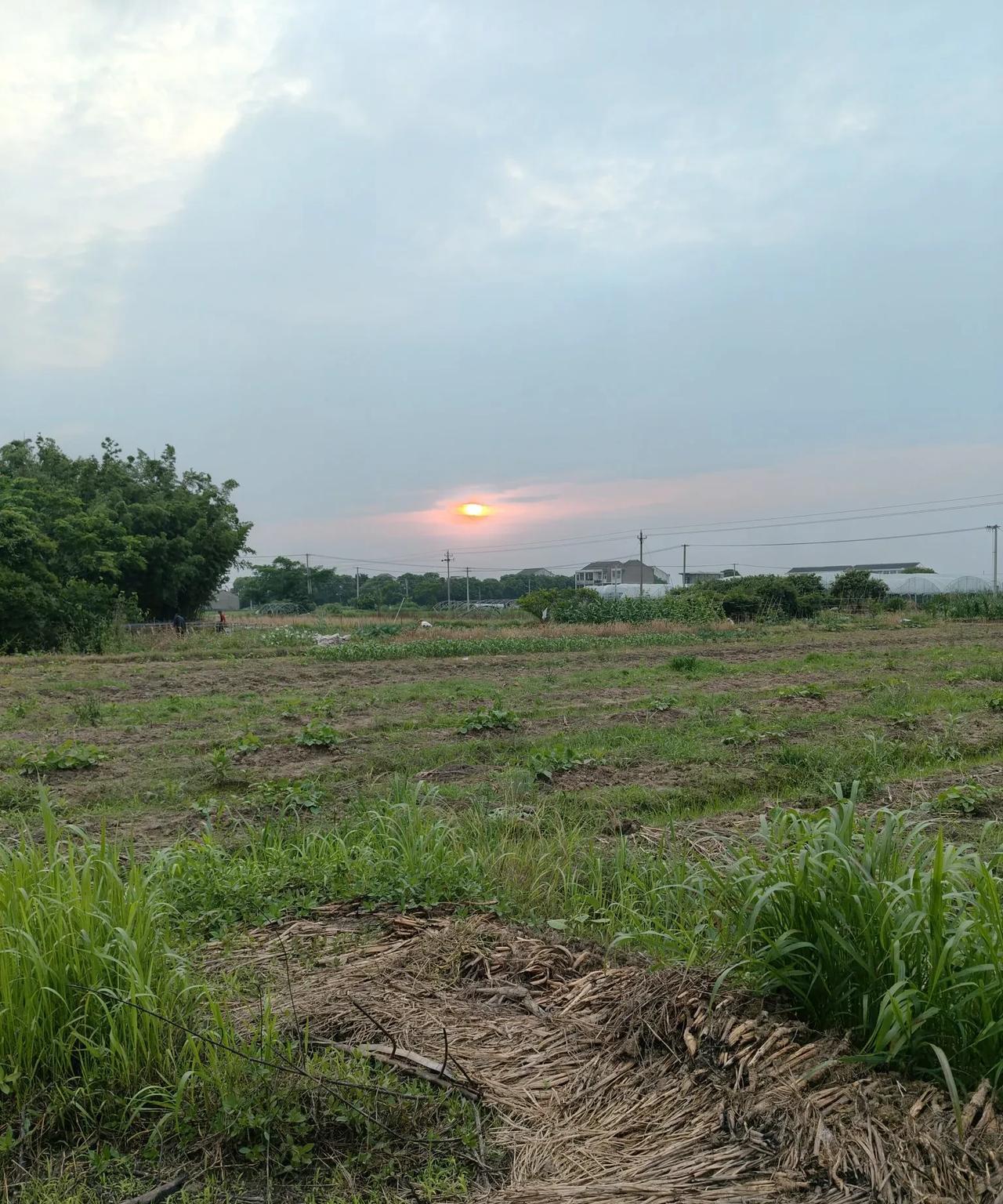 老公家有一块地在他叔叔家住房的旁边，因为叔叔家养的鸡鸭经常会放出去，那里种什么都