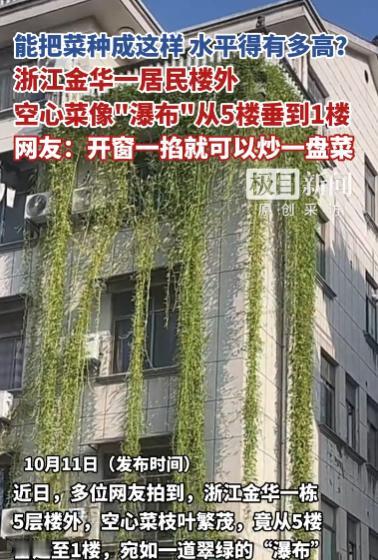 “活久见！”10月11日，浙江金华，一女子发现一栋居民楼被垂下的“绿色瀑布”覆盖