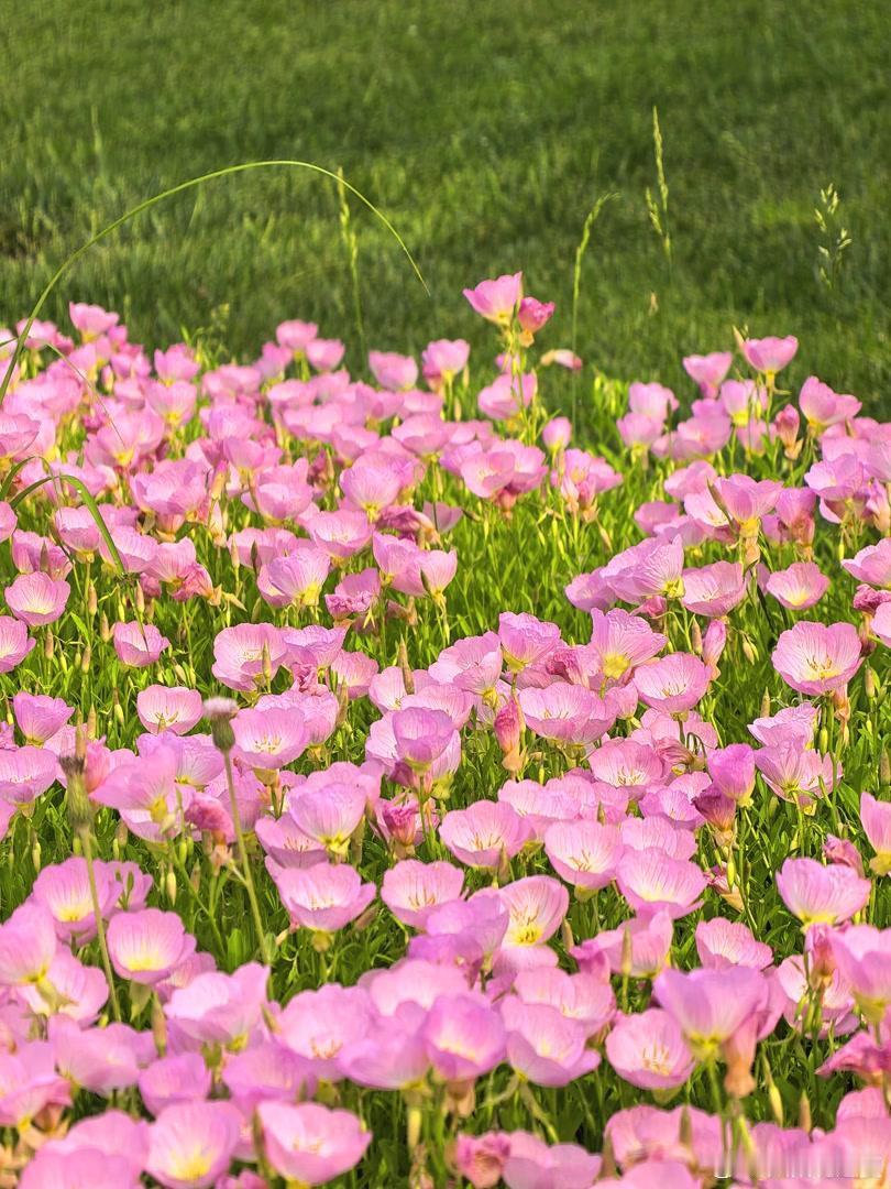 夏花盛开，藏尽人间温柔～寻美河南🌸寻美西华