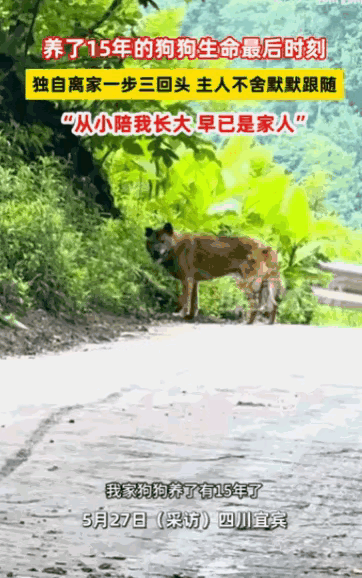 “真是看哭了！”四川宜宾，一条养了十五年的老狗，在预感自己生命将尽时，竟选择独自