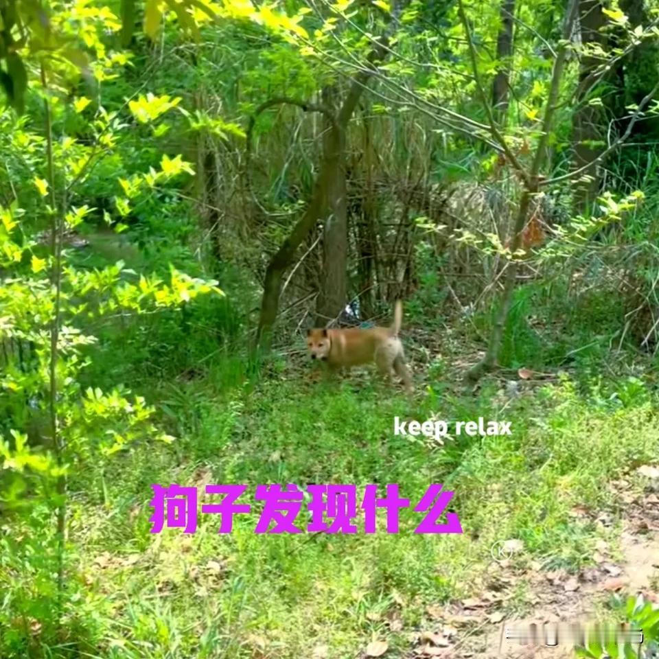 今天带狗子去爬山，狗子在前面跑，我在后面跟着。这座山不算很高，三月份的时候来过一