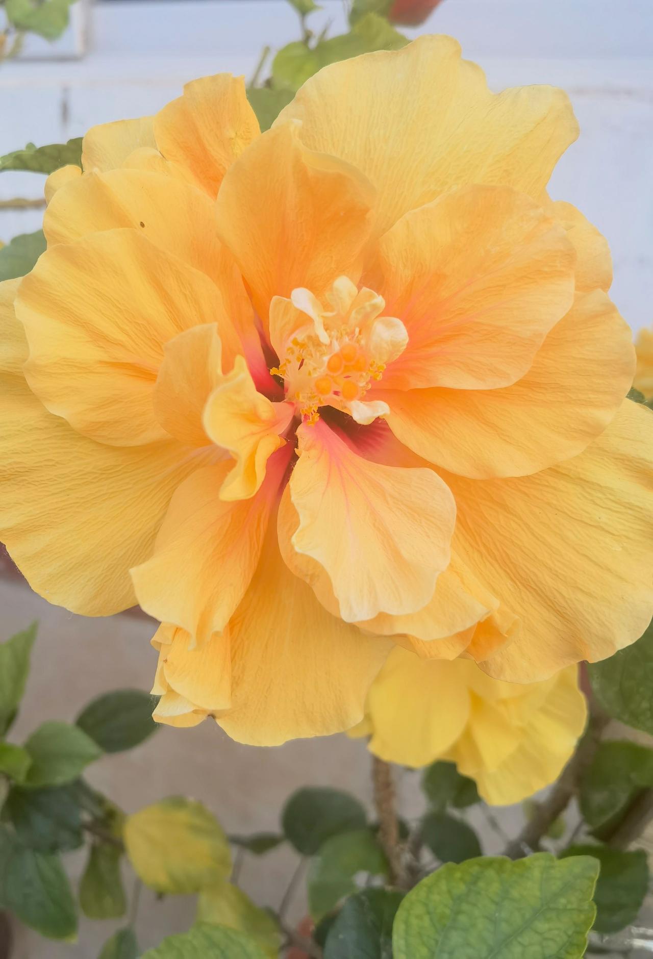 短视频变现