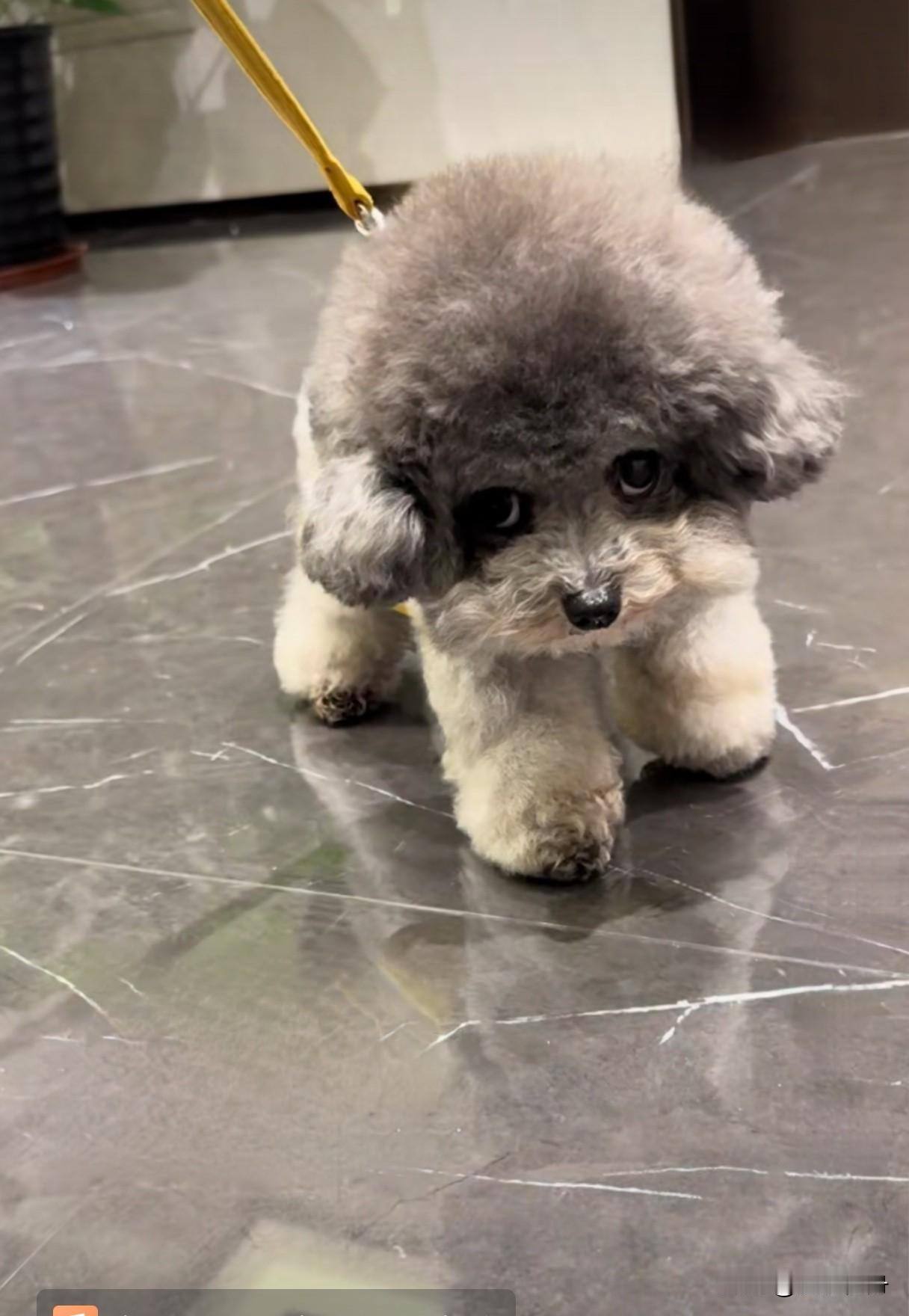 不抱就赖着不走，宠物养成了活祖宗。同事说起她家小狗，每天说是遛狗但是每次没走两分