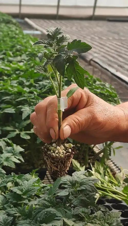 蔬菜嫁接小技巧，你了解吗？以黄瓜和南瓜嫁接为例，通常采用靠接法。