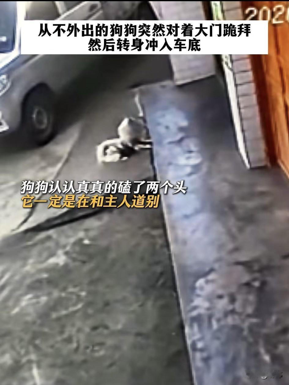 泪目了！这就是狗狗和主人的告别吗？一位小姐姐养了一只狗狗好多年，一直对它悉心照料